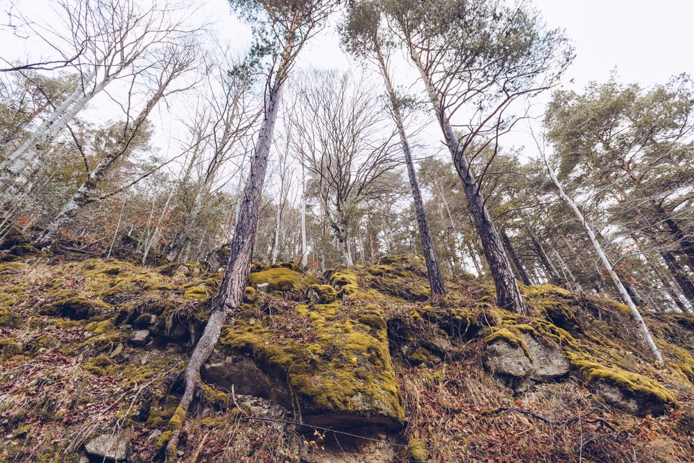 Branches of old leafy tree
