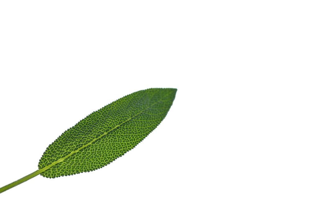 One sprig of sage on bright background