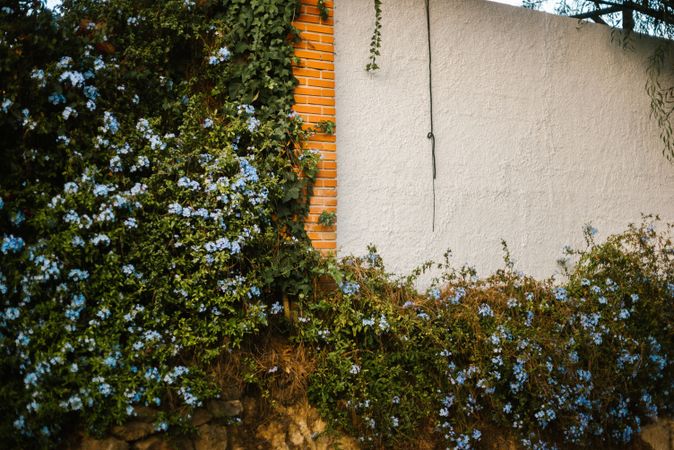 Blooming vines on aged fence