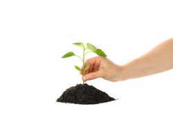 Woman hold seedling in soil, isolated on blank background. Environmental protection