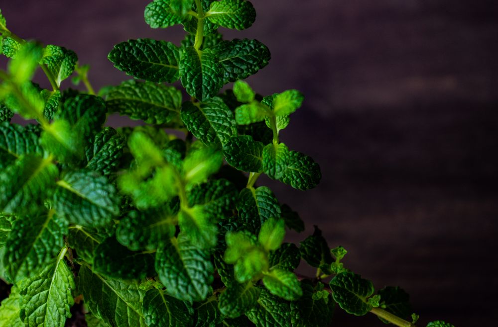 Close up of small moroccan mint plant leaves