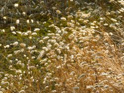 Wild Lagurus growing next to the coastel path at dawn