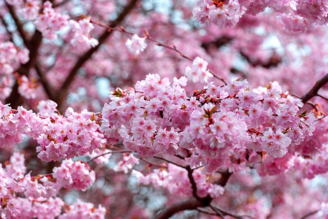 Pink cherry tree flowers, full frame background