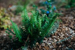 Small fern plant with mulch
