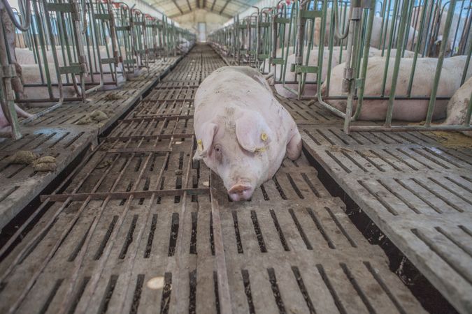 Healthy hog resting at pigpen
