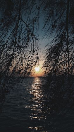 Serene Sunset Silhouette: Ocean Tranquility Framed by Coastal Branches