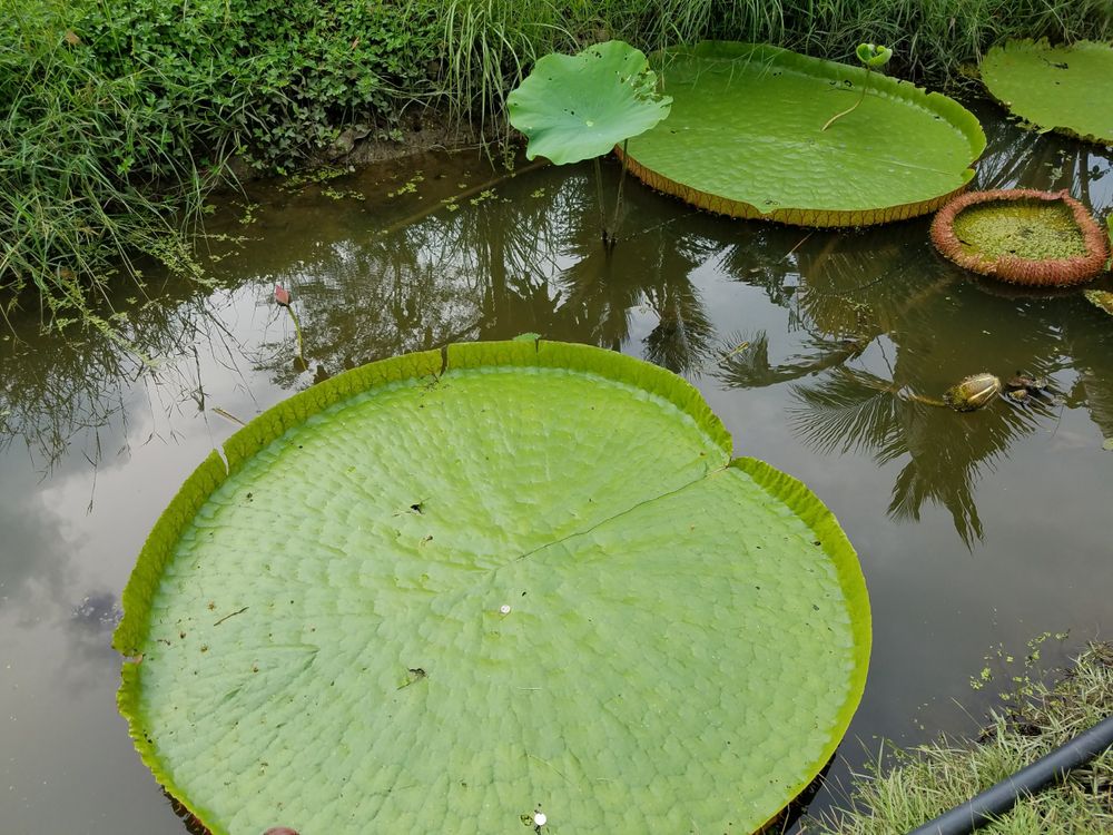 Giant lily pads