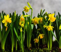 Fresh yellow daffodils growing