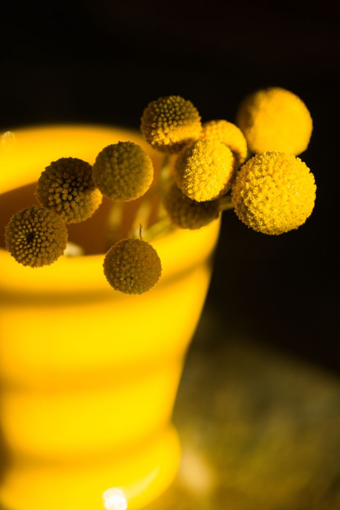 Craspedia flower in vase