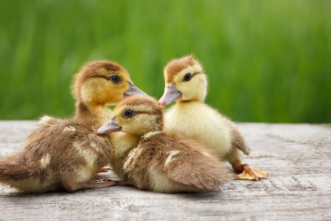 Three ducklings on brown wooden ground