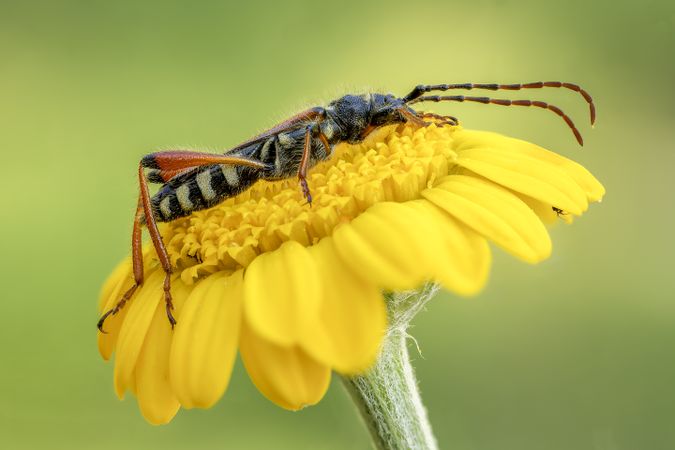 Bug on yellow flower
