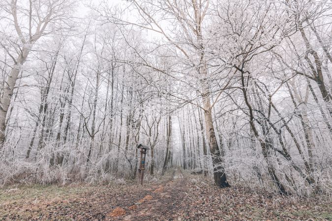 Trail in a frosty forest