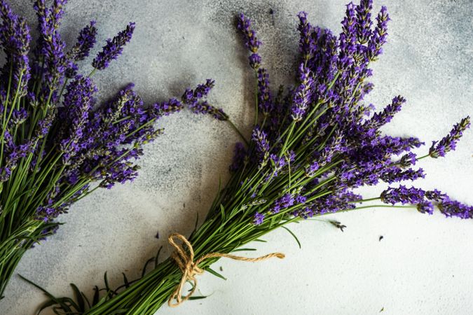 Two bunches of lavender flowers in a frame