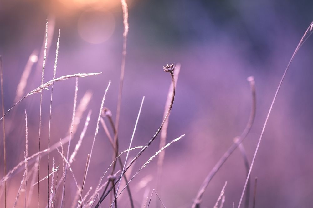 Close up of long grass and plants in the autumn