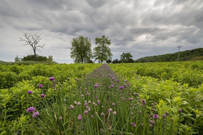 Copake, New York - May 19, 2022: Row of purple flowers in green field