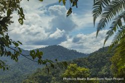 Jungle and trees of North Sumatra, in Gunung Leuser National Park 5zNyA5