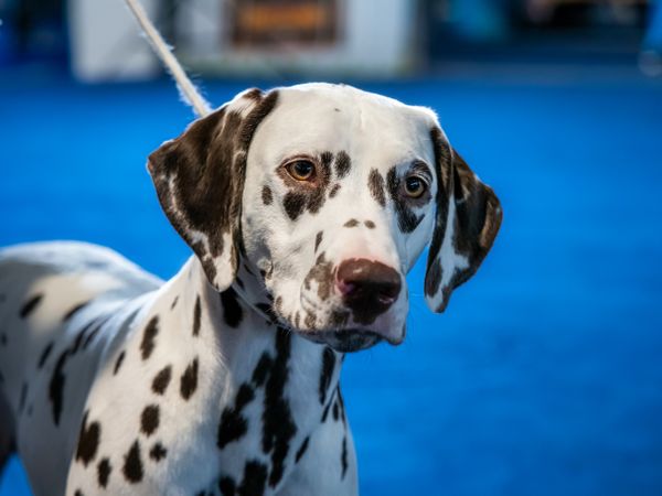 Beautiful Dalmatian with brown spots. Elegant dog.