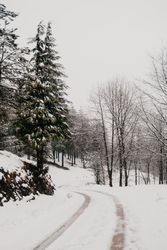 Winter forest with snowy trees