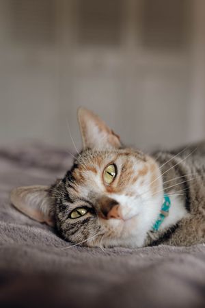 Cat lying on comfortable bed