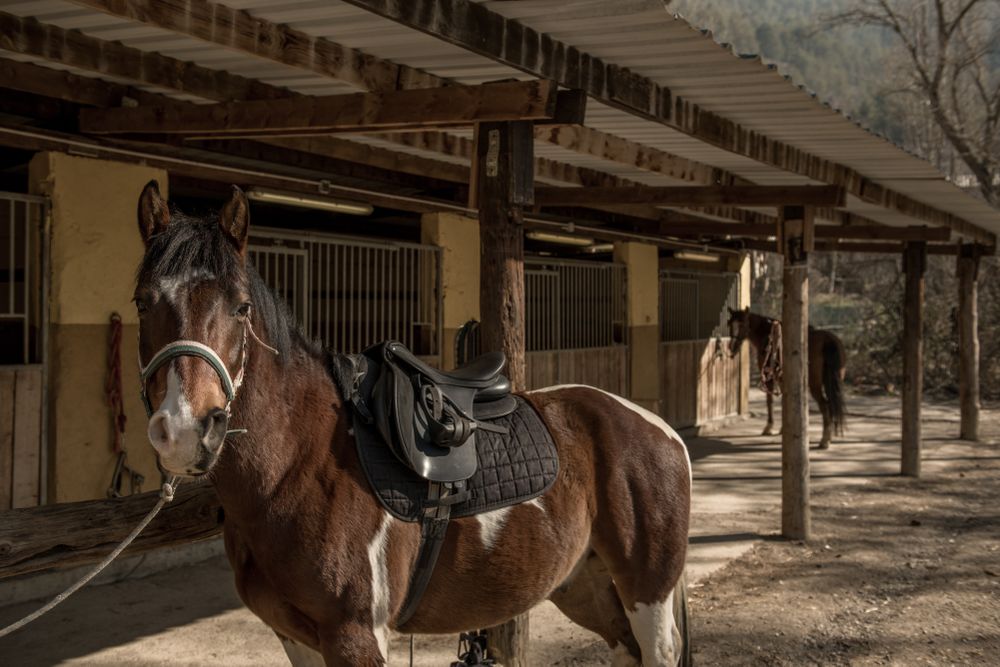 Saddled horse near stable