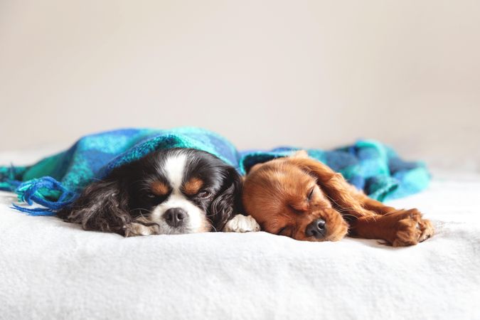 Two cavalier spaniels nestled under blue blanket