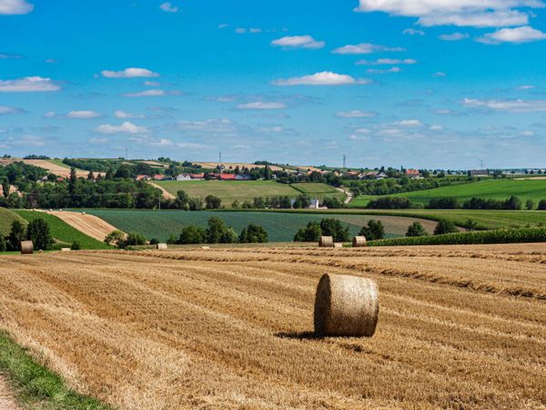 Cylinder-shaped hay bales in the fields of Alsace.