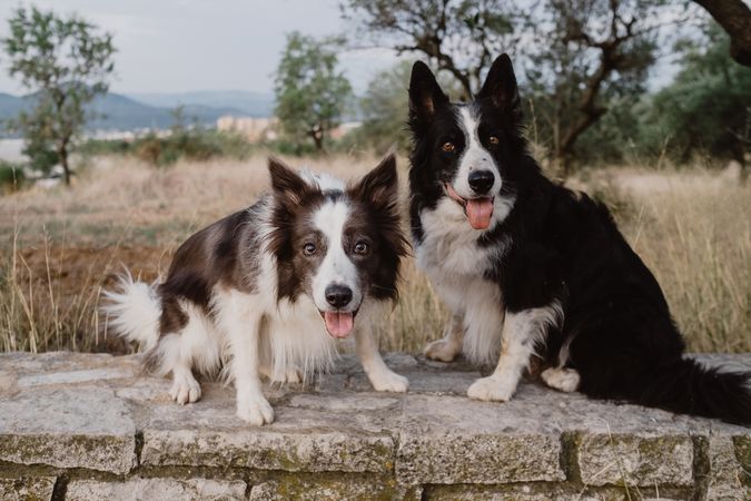 Border Collie dogs sitting on brick fence in countryside