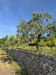 Olive trees on stone wall in Côtes De Provence, France