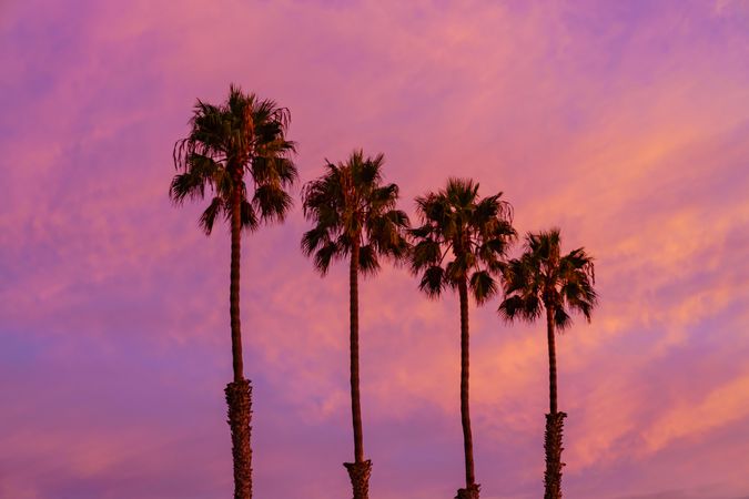 Four palm trees during golden hour