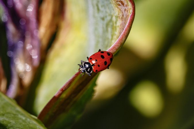 Top view of one lady bug on leaf