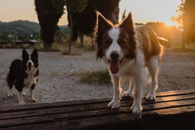 Senior Border Collie sitting on road against blurred dry grass