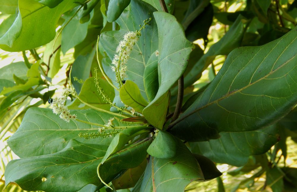 a collection of green leaves still on a shady tree