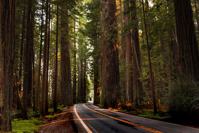 Road surrounded by tall forest trees with sunlight