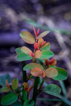 New Plants grow on burned land
