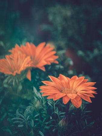 Pretty flower growing in garden