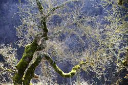 Autumn tree covered with moss