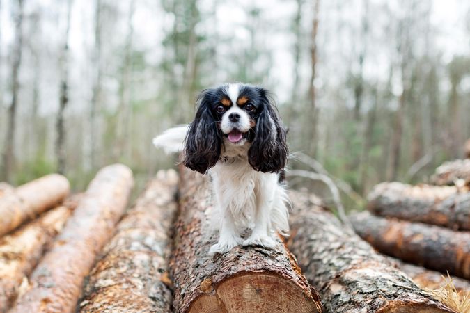 Cavalier spaniel smiling atop logged trees