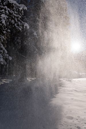 Winter scenery with snow falling from the trees on a sunny day in December