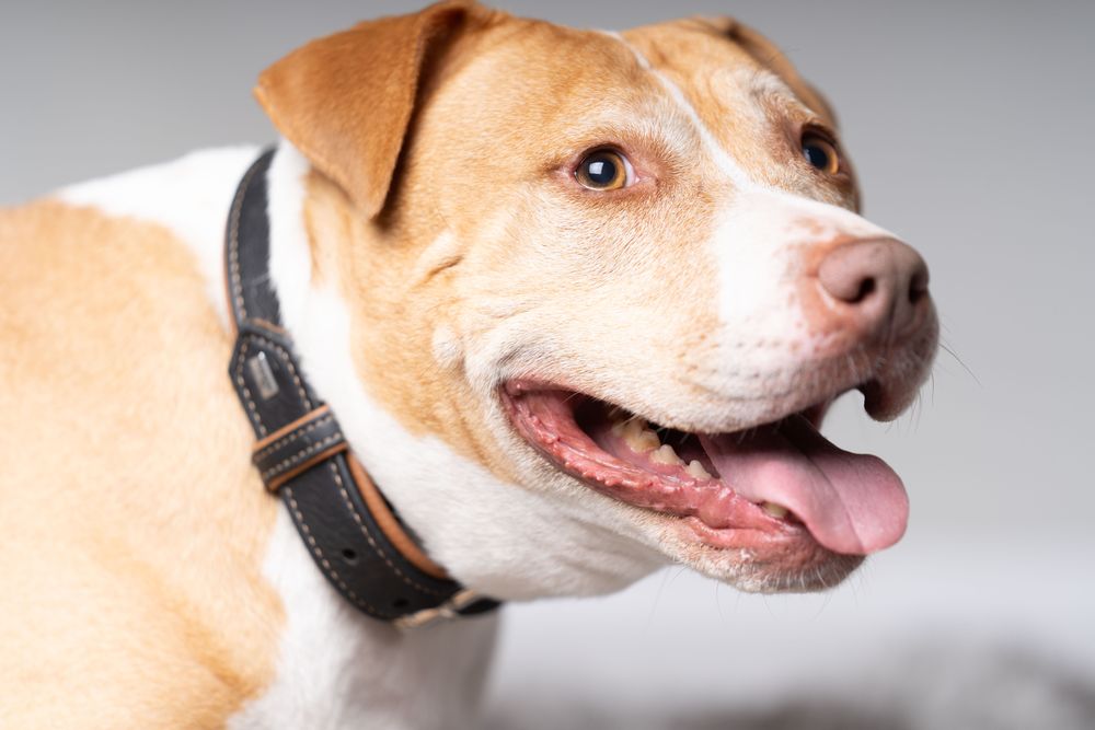 Portrait of English bulldog with mouth open