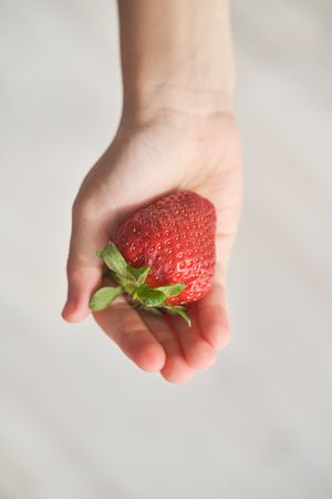 Anonymous person holding big red strawberry in palm