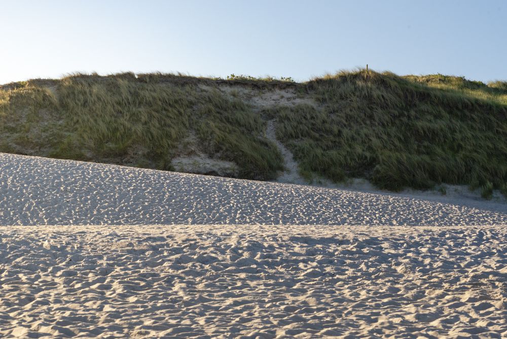 Sand dune landscape with marram grass on Sylt island beach