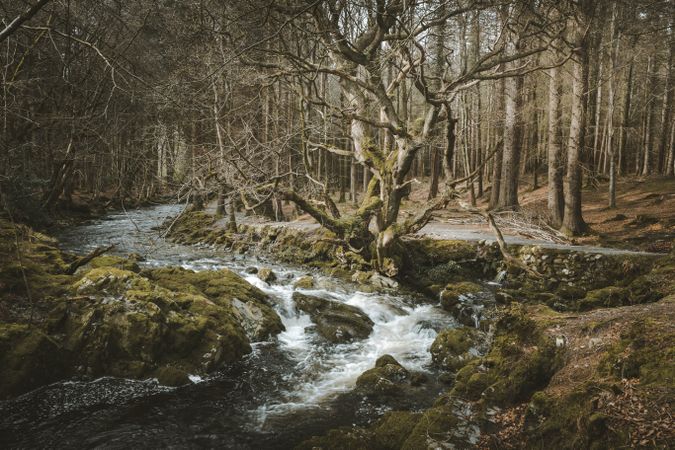 Raging river flowing through old forest
