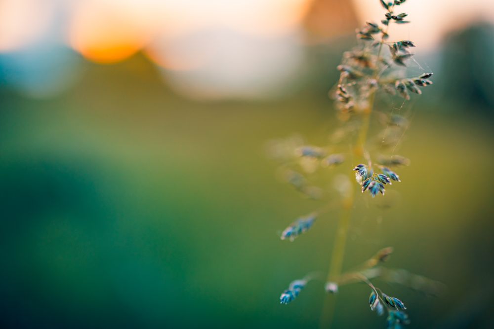 Close up of long grass detail