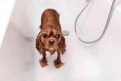 Cavalier spaniel after a bath