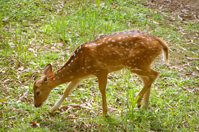 A little deer grazes in a green meadow. Baby deer on a summer day