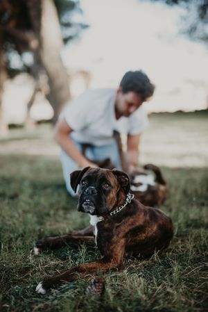 Playful dog laying in grass with owner
