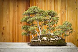Elm Bonsai Tree Forest Against Wood Fence