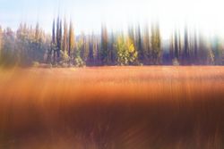 Defocused autumn field and forest