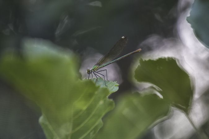 Dragon-fly on thin twig of plant