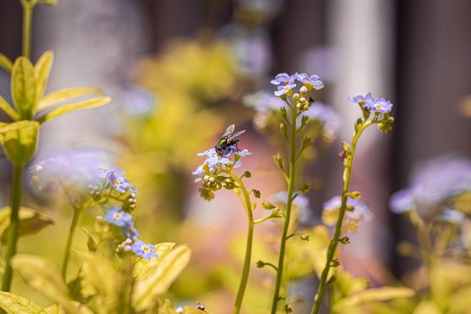 Fly perched on blue flowers